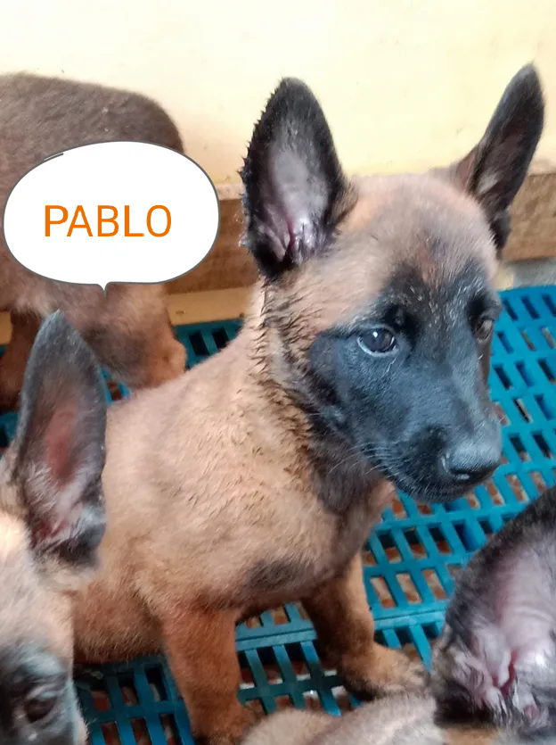 PABLO VON ALTEZ KENNEL – IAGD