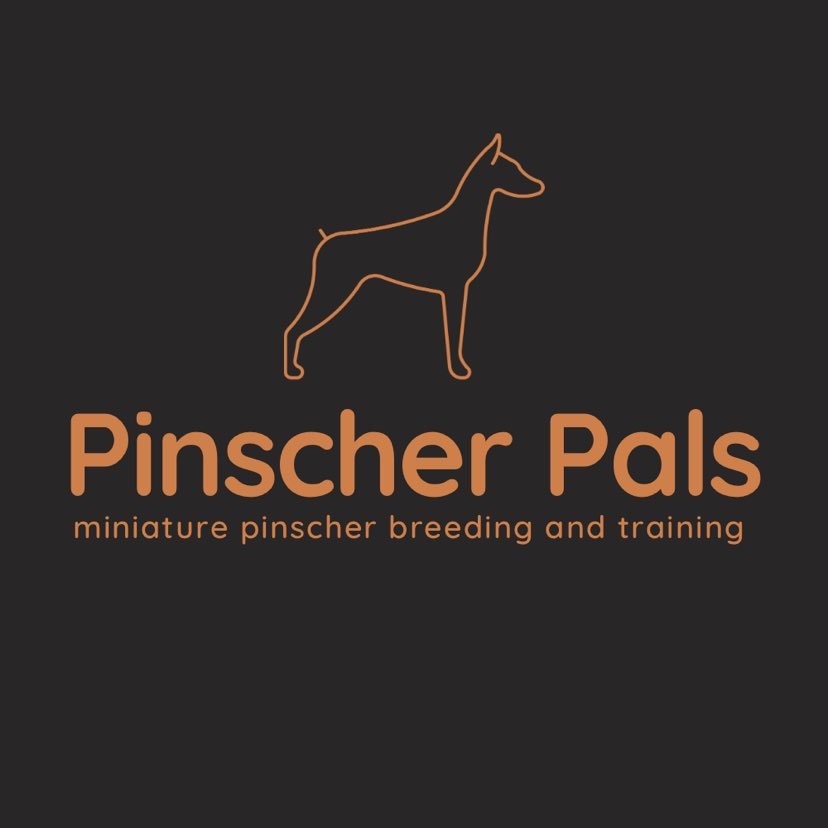 Pincher Pals miniature pinscher breeding and training