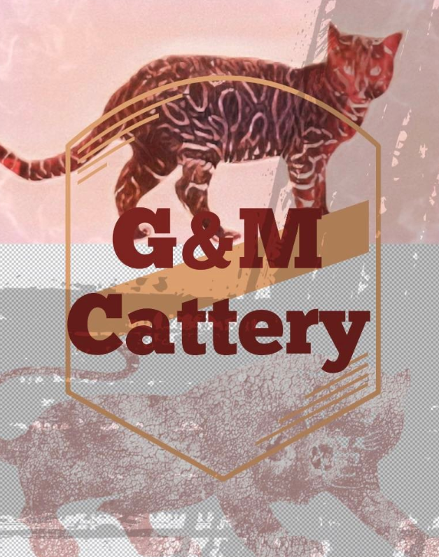 G & M CATTERY