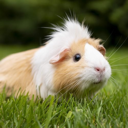 beautiful-guinea-pig-pet-portrait